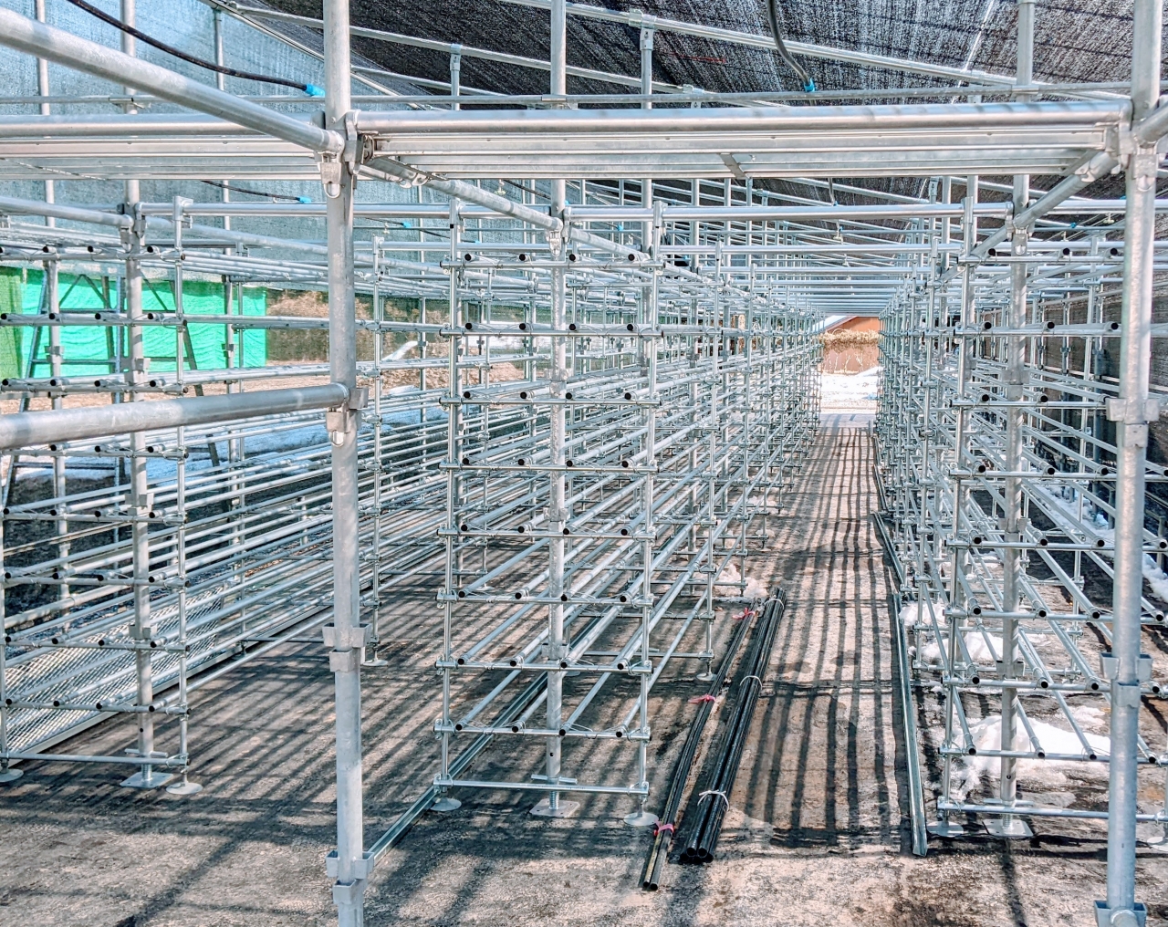 有機jas シイタケ キクラゲ きくらげ ビタミンd きのこな時間