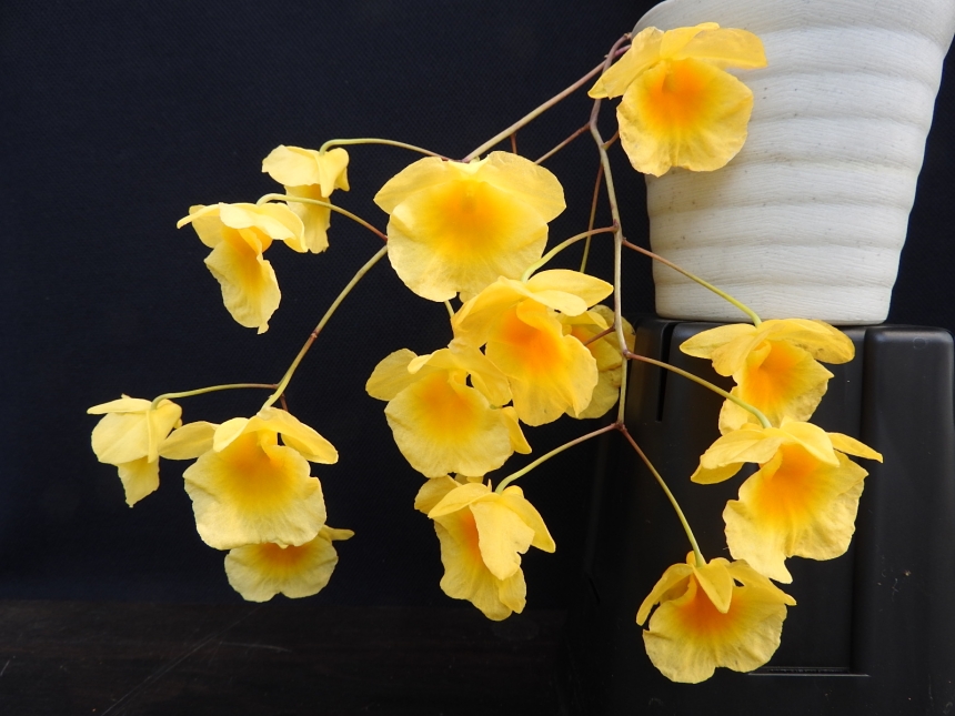 洋ラン 橋本園芸 洋ラン 橋本園芸