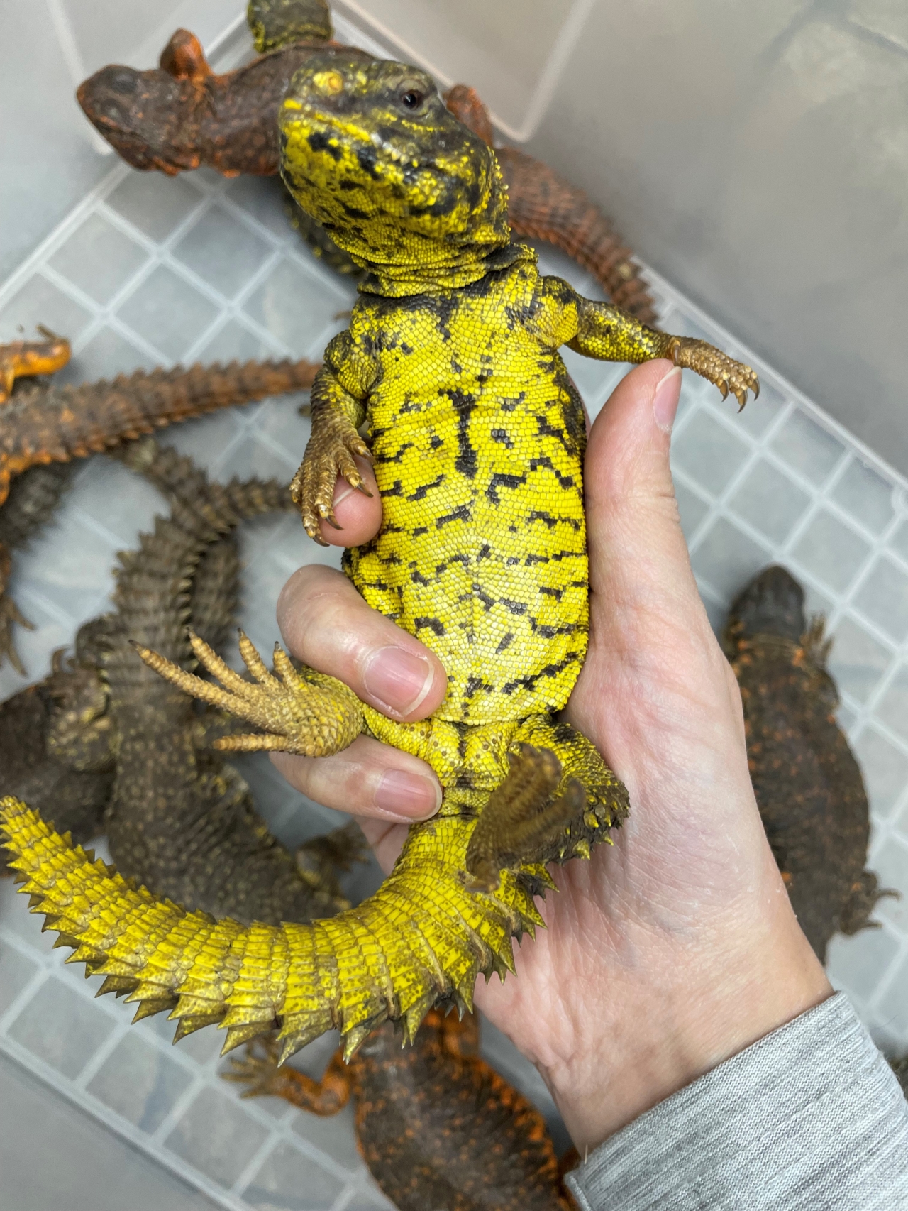 トカゲ Hermit ハーミット