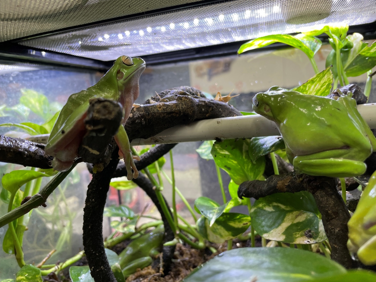 両生類 Hermit ハーミット