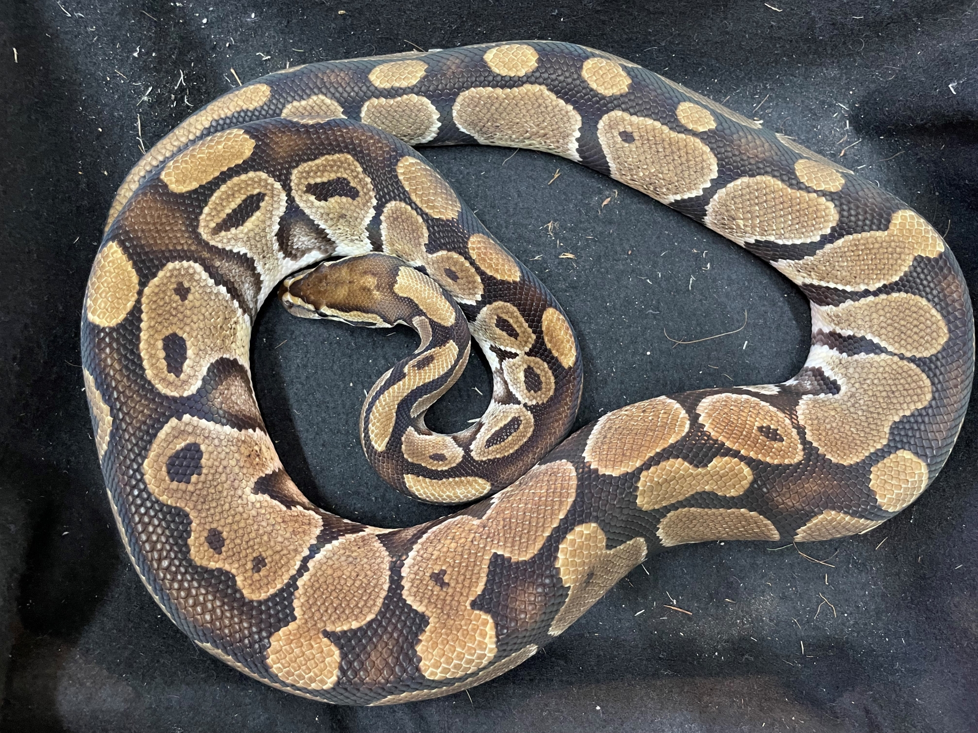 ボア パイソン Hermit ハーミット