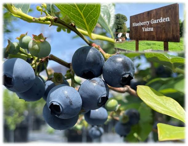 ブルーベリーガーデンやいづ