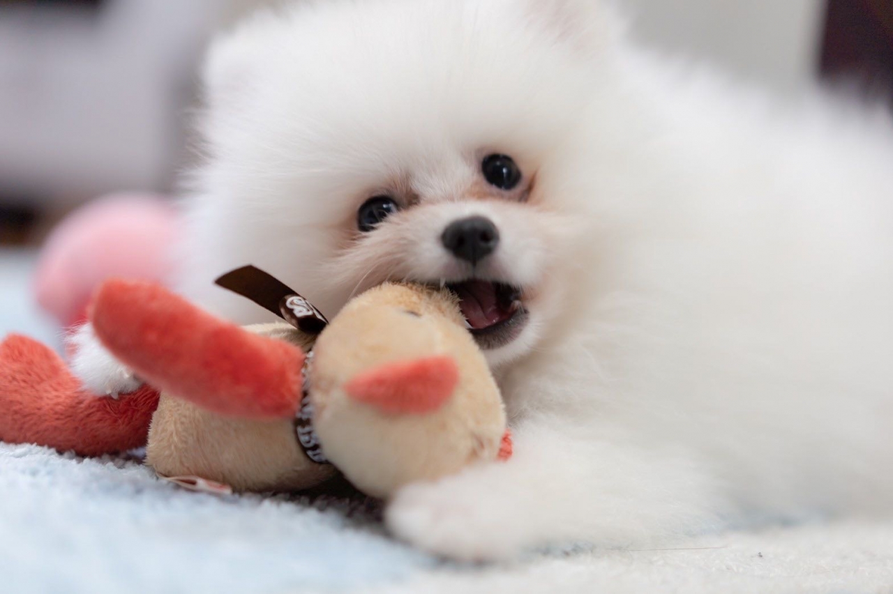 藤 嵐山 Fuji Photo In Arashiyama 阪急嵐山駅近 個人記念 カップル散策 家族記念写真 修学旅行 女子旅 Kids ペット 成人式 十三まいり 七五三 Wedding