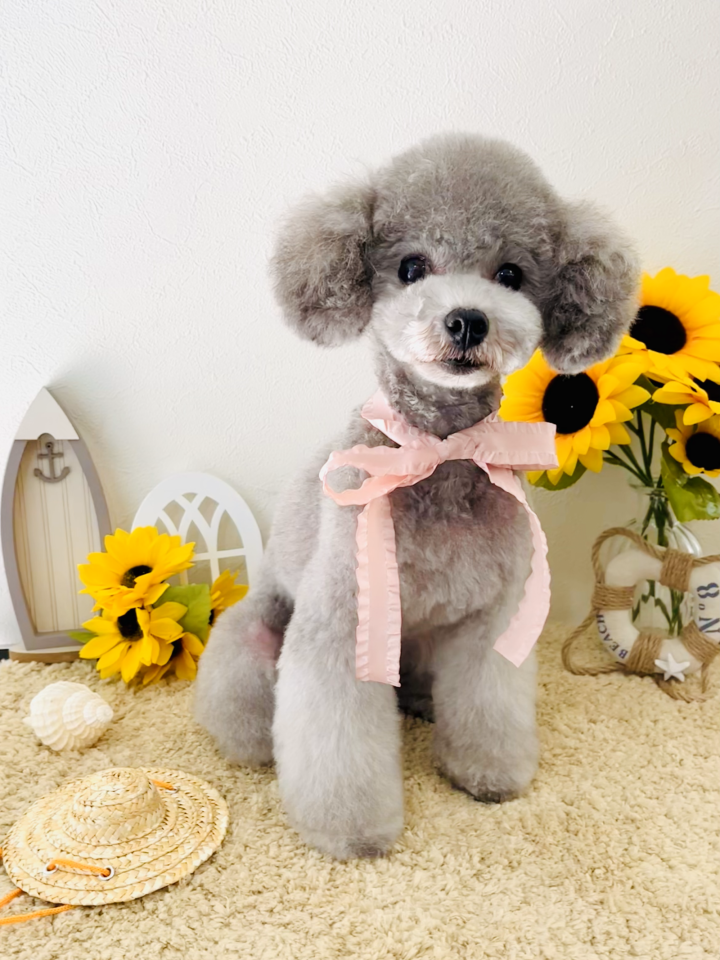 フォト Dog Salon Petit ドッグサロン プティ