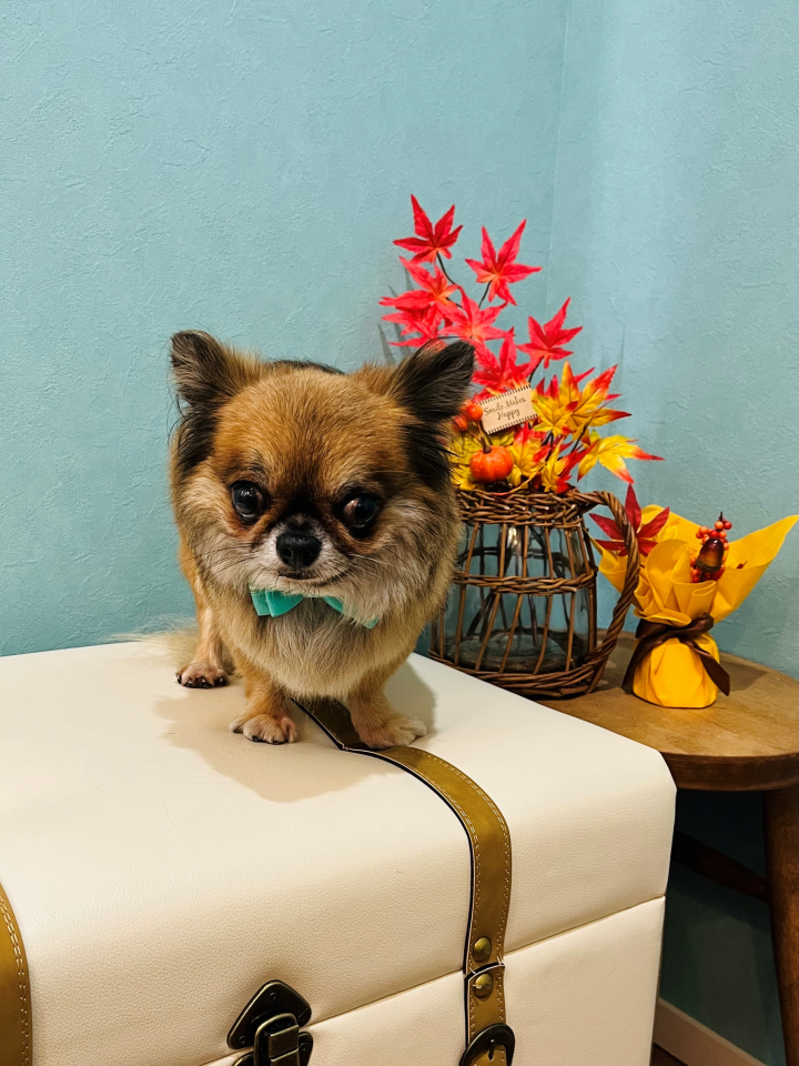 フォト Dog Salon Petit ドッグサロン プティ