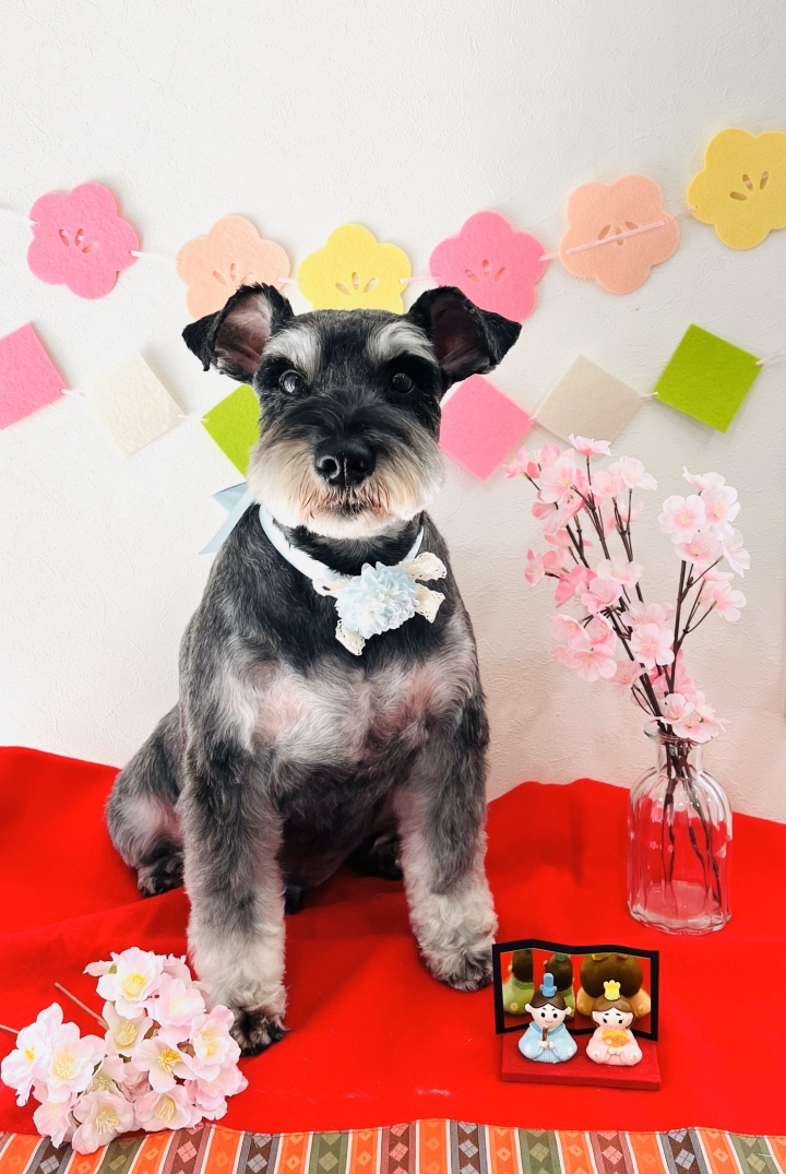 フォト Dog Salon Petit ドッグサロン プティ