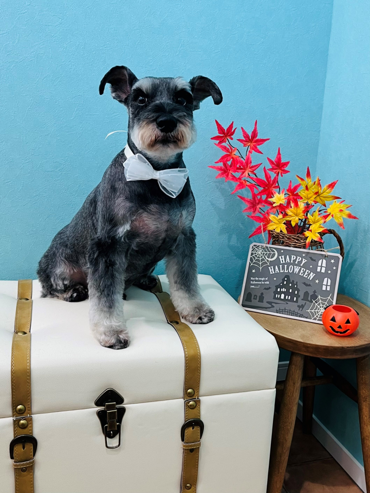 フォト Dog Salon Petit ドッグサロン プティ