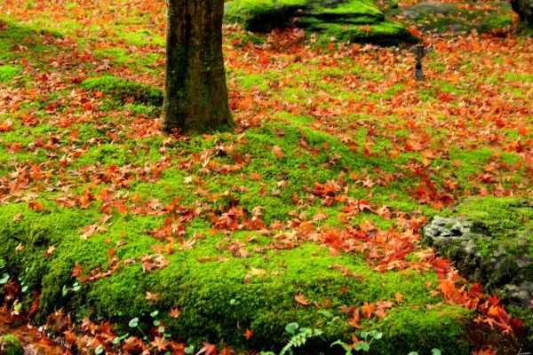 今日のコケ コケの生態学 福井県立大学 コケ研究室 大石善隆