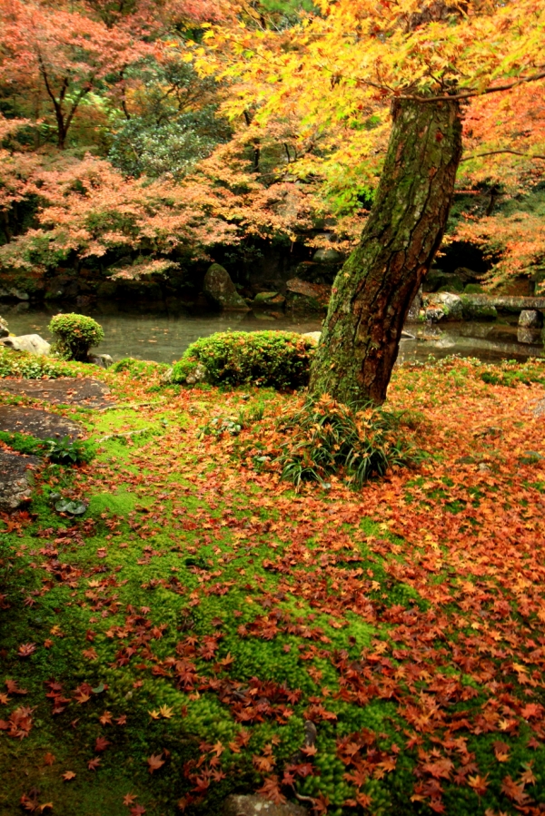 今日のコケ コケの生態学 福井県立大学 コケ研究室 大石善隆