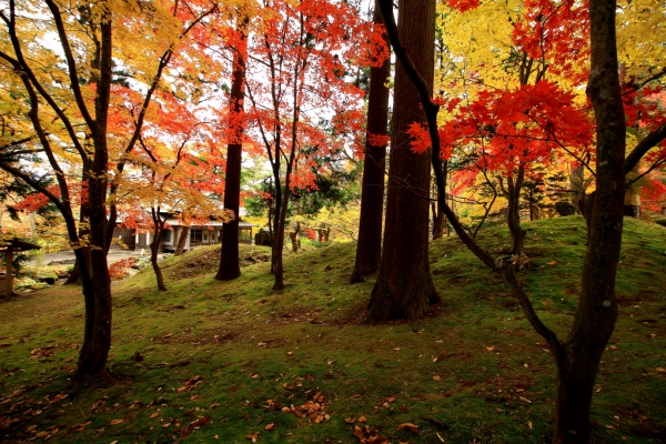 北海道 東北 コケの生態学 福井県立大学 コケ研究室 大石善隆
