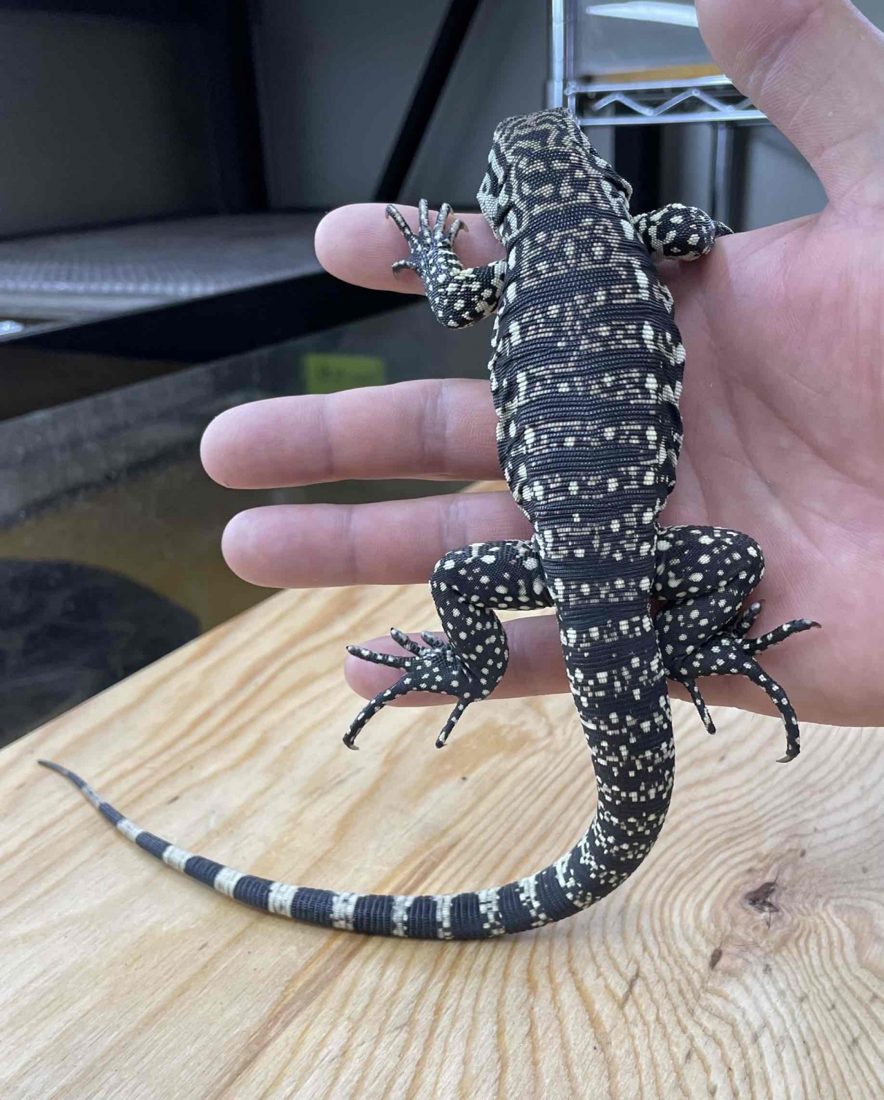 トカゲ T 4 Animal