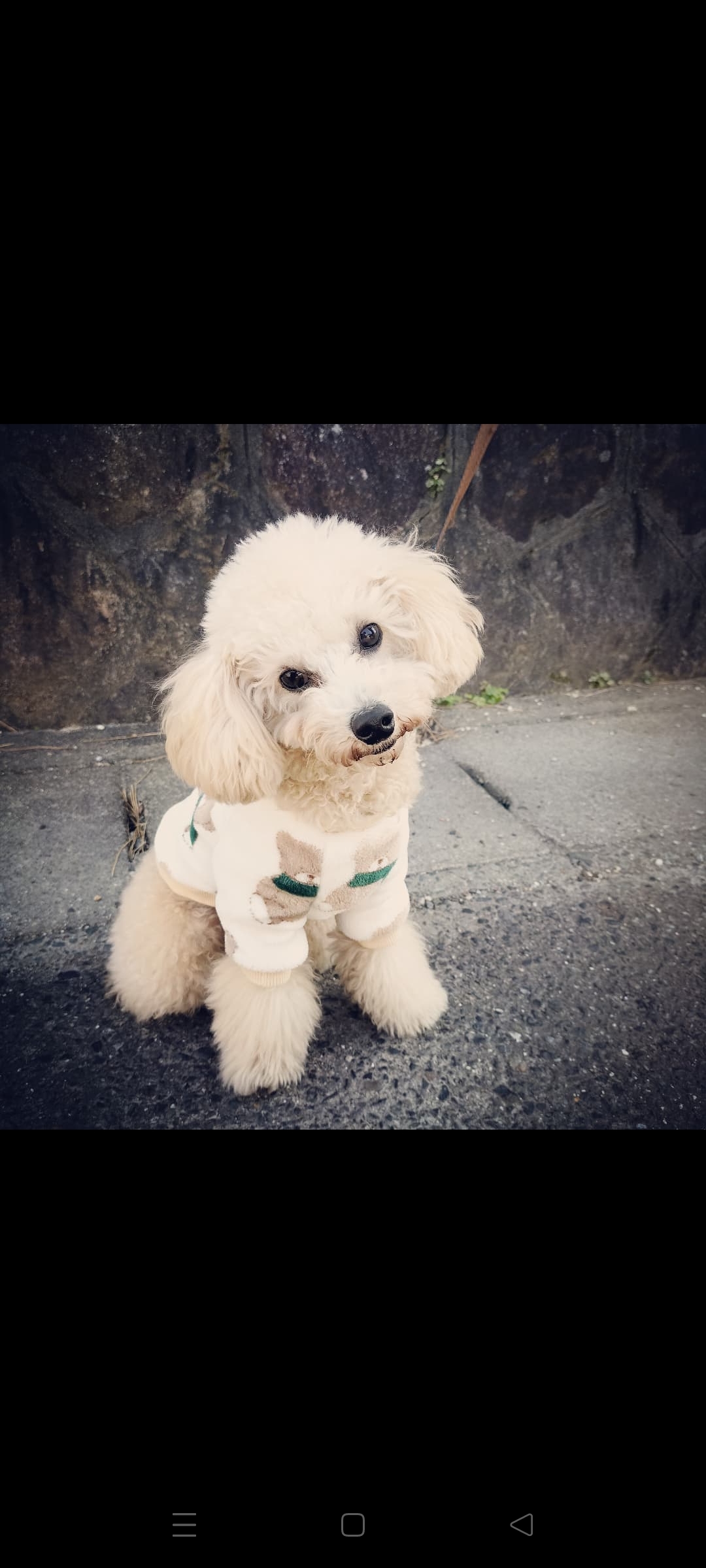 愛知県で犬のしつけ出張トレーニング専門のカミヤマドッグトレーニング
