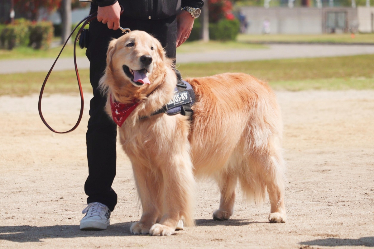 愛知県で犬のしつけ出張トレーニング専門のカミヤマドッグトレーニング