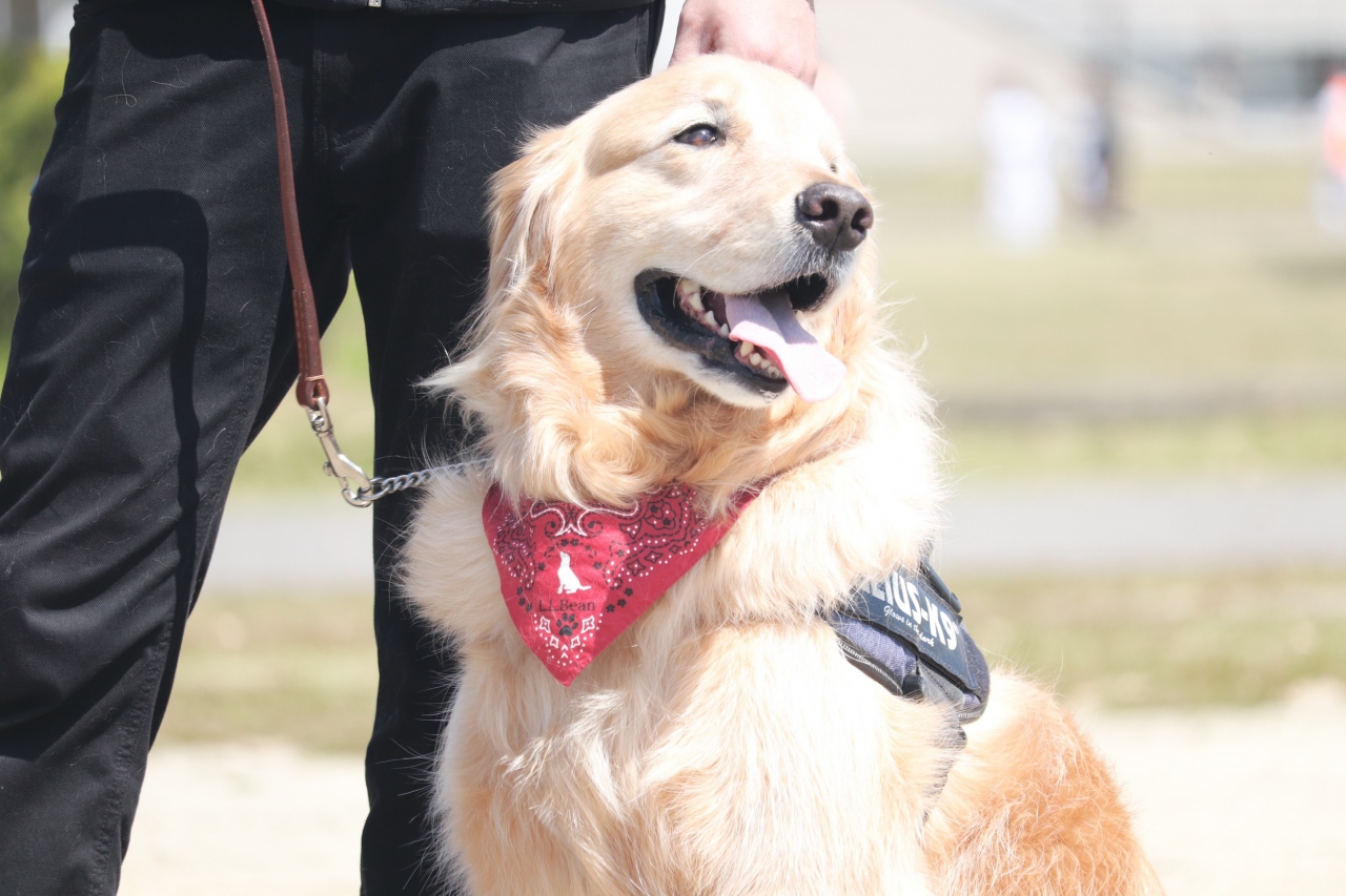 愛知県で犬のしつけ出張トレーニング専門のカミヤマドッグトレーニング