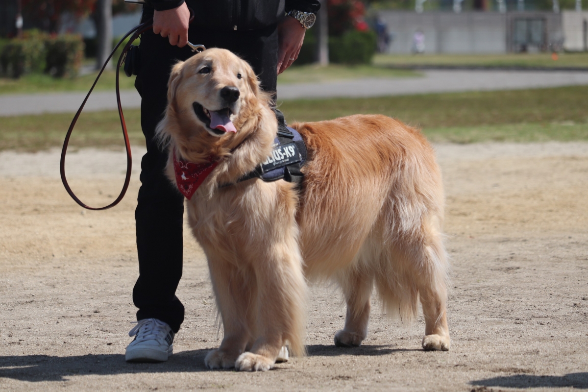 愛知県で犬のしつけ出張トレーニング専門のカミヤマドッグトレーニング
