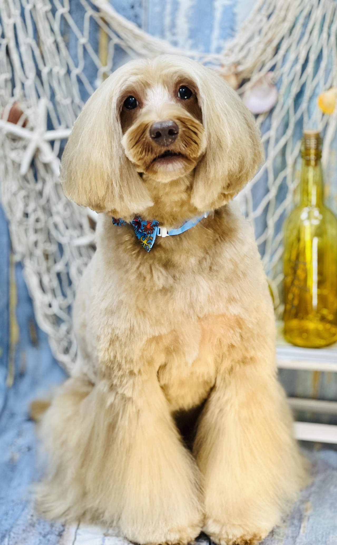 グルーミング | Dog salon WAN'CREW