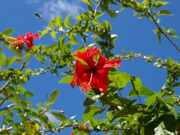 ＴＡＰ株式会社