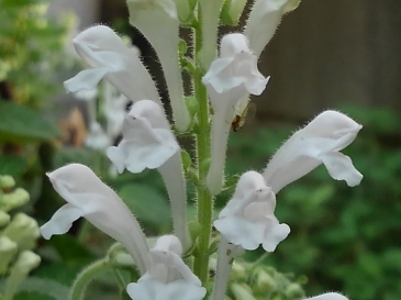 埼玉県障がい者卓球協会