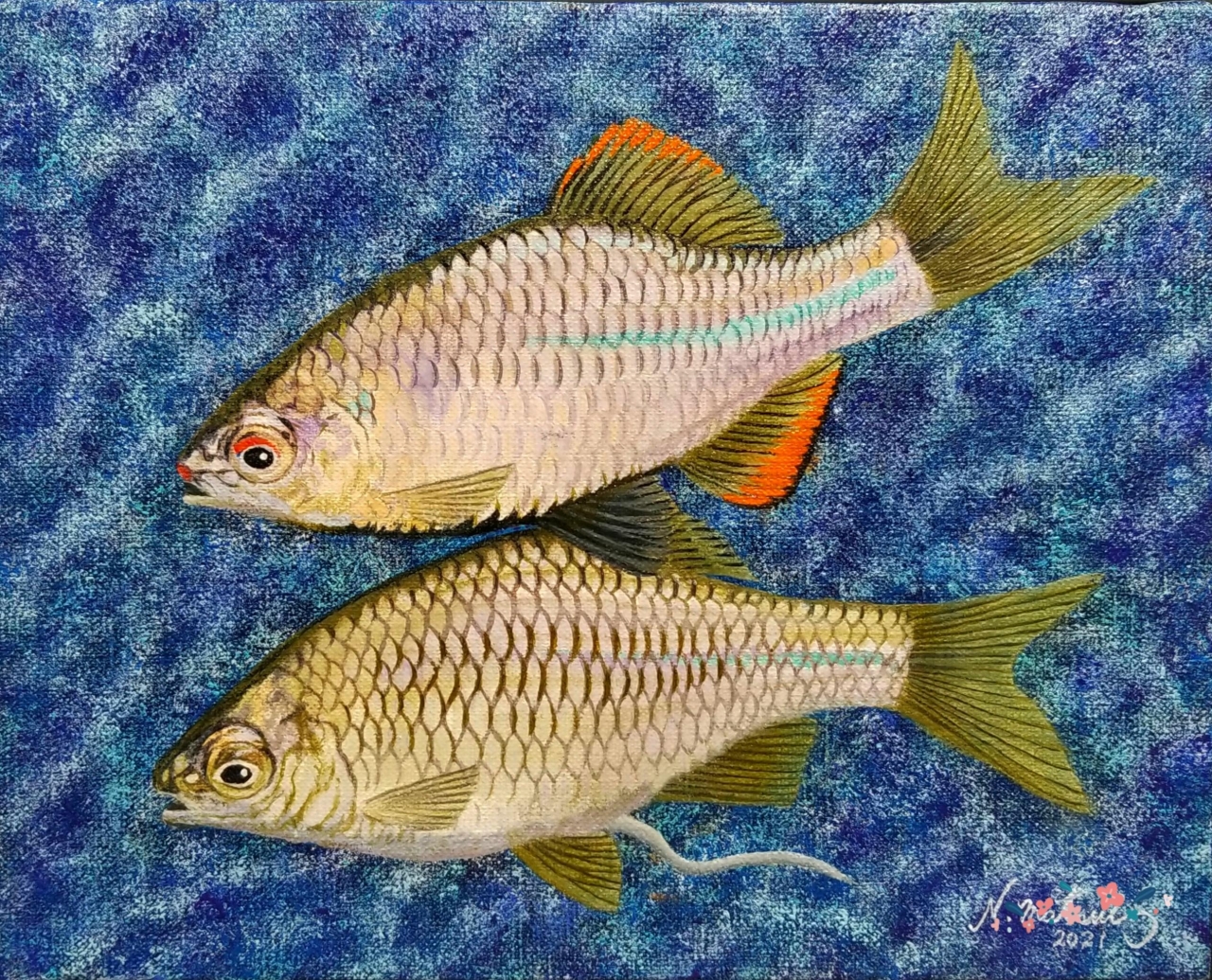 タナゴ、淡水小物の油絵原画 | 精密油絵 MATSUI