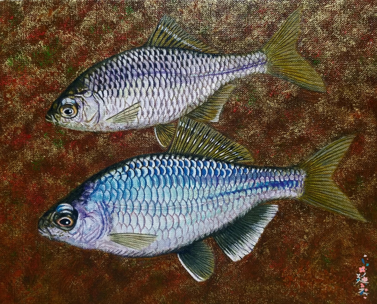 タナゴ、淡水小物の油絵原画 | 精密油絵 MATSUI