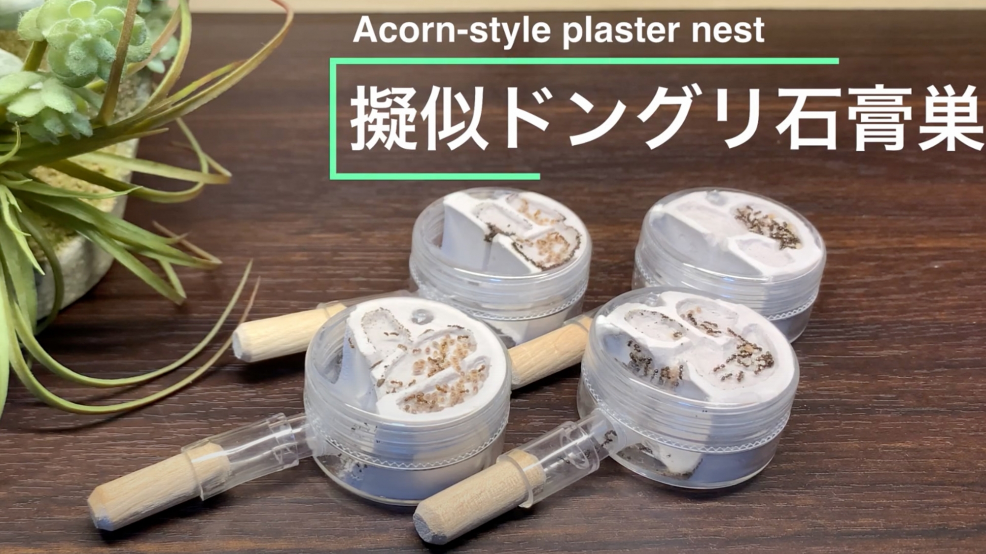 飼育用品を自作する｜自作アリ飼育ケースなどについて